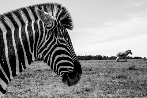 Zebra halb und ganz