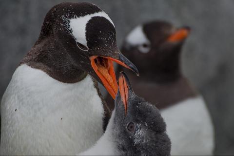Pinguins in der Antarctica