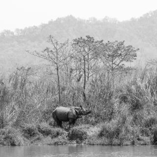 Nashorn Nepal