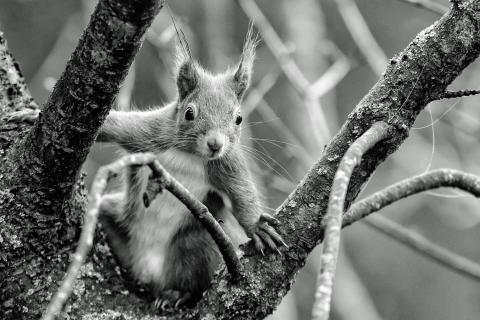 Eichhörnchen, cooler Typ