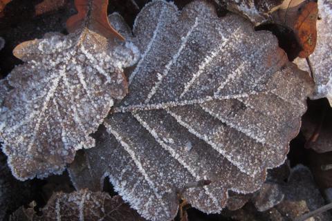 frostblätter