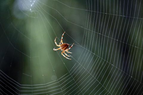 Spinne und ihr Netz