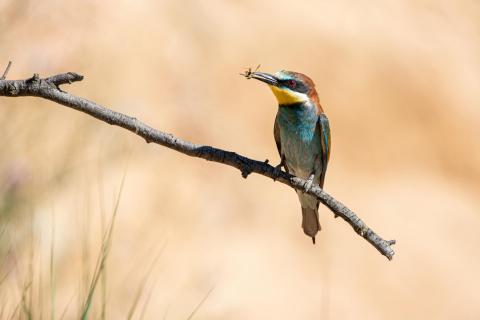 GB IMG_7430 2_Bienenfresser mit Beute