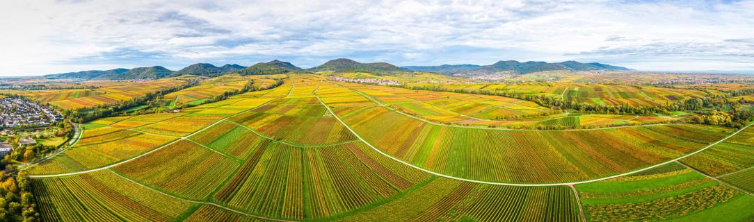 Goldener Herbst an der Südlichen Weinstraße