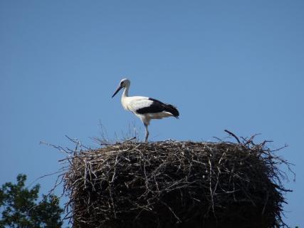 Storch am Dümmer See