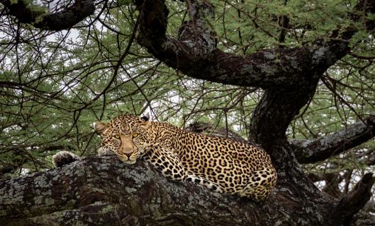 Leopard in der Serengeti