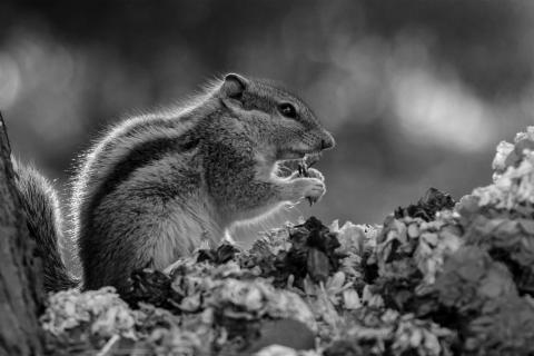 Squirrel India