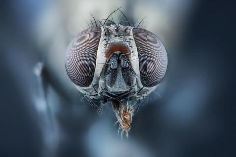 Portrait einer Fliege