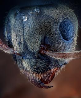 Portrait fliegende Ameise