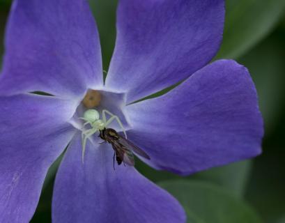 Spinne frisst Schwebe-Fliege