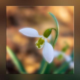 der Frühling kommt...
