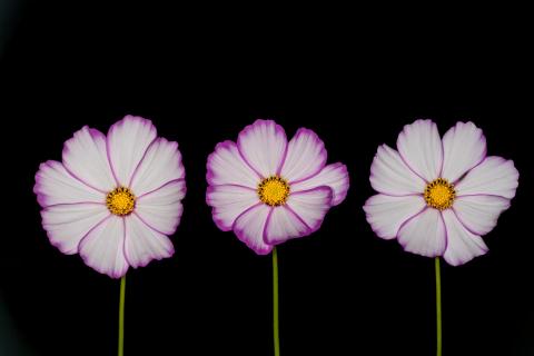 3 Cosmea