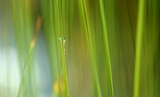 Libelle versteckt am Grashalm