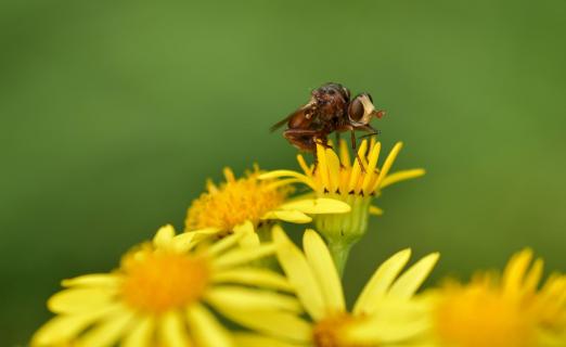 Eine Breitstirnblasenkopf-Fliege