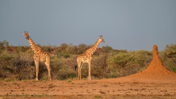 Giraffen und gigantischer Termitenhügel im Afrikanischen Partnerlook. 