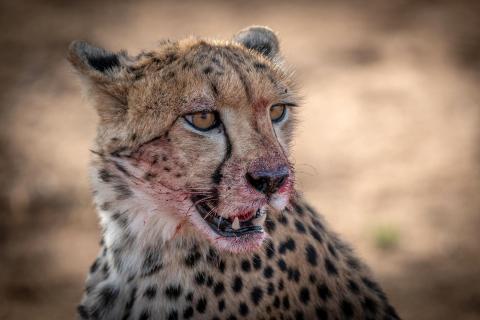 Teenager Gepard nach vollem Einsatz beim Fang. 