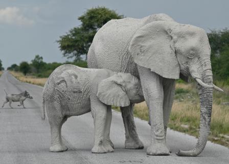 Elefantenfamilie frisch gesandet mit Warzenschwein