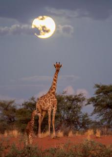 Giraffe mit Jungtier bei Vollmond