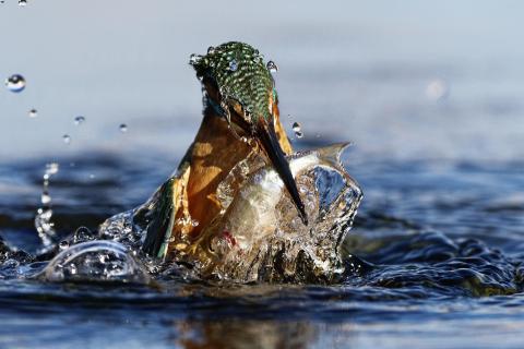 Eisvogel mit Beute