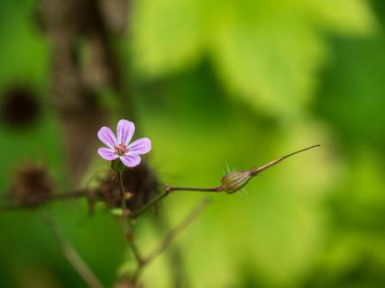 Lila Blume