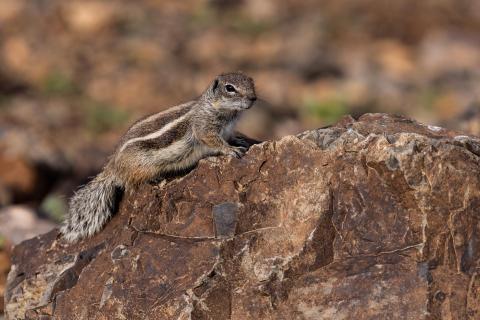 Atlashörnchen 
