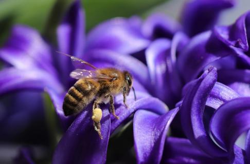 Honigbiene an Hyazinthe