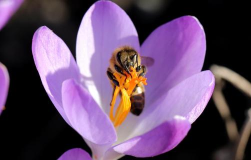 Biene im Krokus