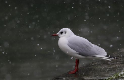 52 Winterbild_Siegfried_Westphal