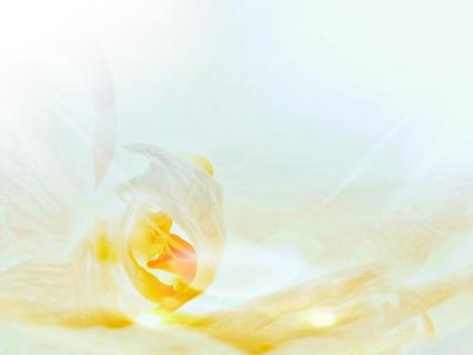 Orchidee