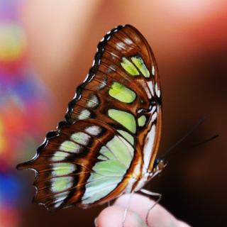 Mariposa