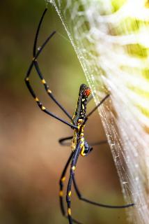 Farbenfrohe Spinne