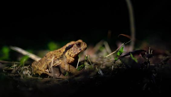 Frosch in der Nacht