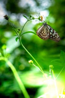 Schmetterling