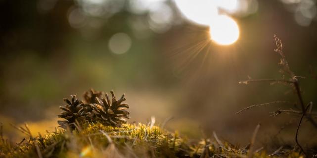 Tannenzapfen im Abendlicht