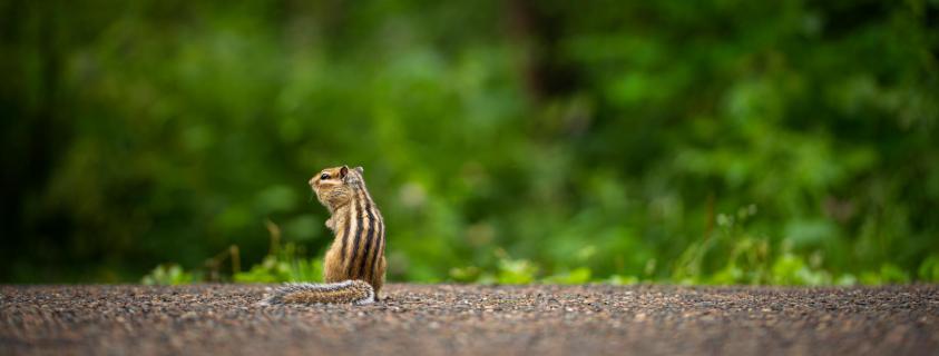 Streifenhörnchen will mitgenommen werden