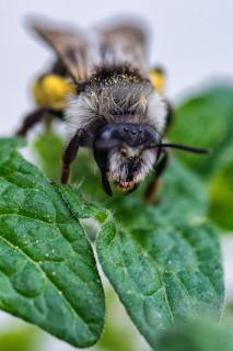 müde Hummel