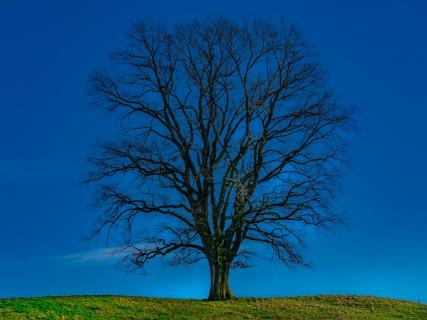 der Baum