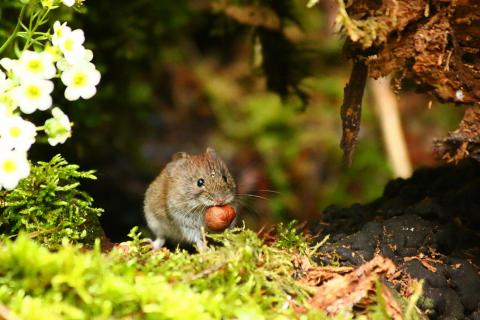 kleine Maus mit großer Nuss