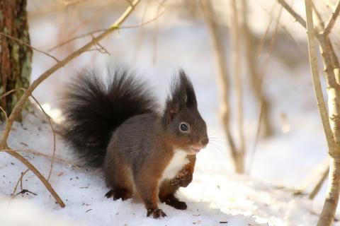 Eichhörnchen im Winter