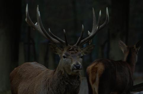 Der König des Waldes