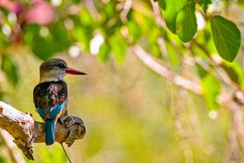 Brown-hooded Kingfisher