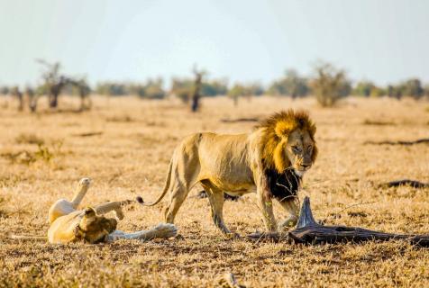 Mating Lions 2