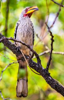 Southern Yellow-billed Hornbill