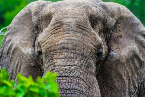 Elephant Encounter