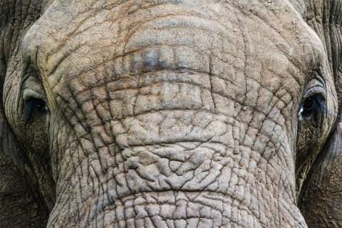 Elephant Close-Up