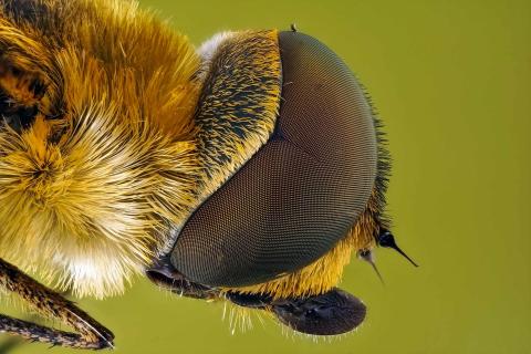 Der Große Wollschweber (Bombylius major) 110 3,4 x