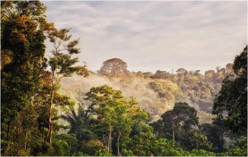 Amazonas