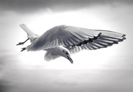 Sturzflug