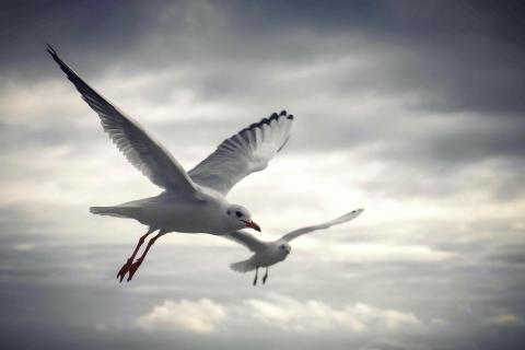 Im Flug 