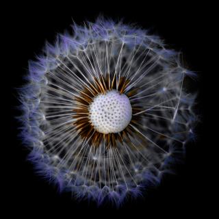 Pusteblume